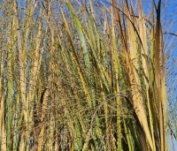 Panicum virgatum 'Northwind' - Vingergras 'Northwind' - november 2024