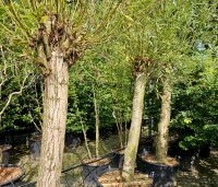 Salix alba - Schietwilg - 1