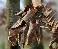 Carpinus betulus - Haagbeuk - 1