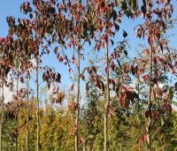 Prunus serrulata 'Sunset Boulevard' - Japanse Sierkers - 4