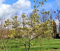 Magnolia  - Magnolia 'Goldstar' - 2