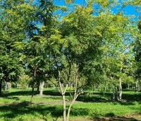 Gleditsia triacanthos 'Sunburst' - Valse christusdoorn - 2