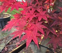 Acer palmatum 'Fireglow' - Japanse Esdoorn 'Fireglow' - 1