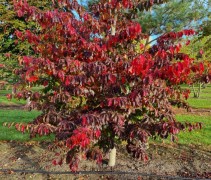 PArrotia persica bella