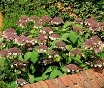 Fluweelhortensia struiken leveren wij in diverse maten