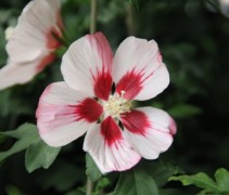Hibiscus syr Hamabo