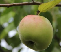 Malus domestica 'Notarisappel'