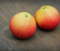 Malus domestica 'Pinova'