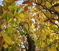 Fagus sylvatica 'Dawyck Gold' - Zuilbeuk - 2
