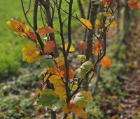 Fagus sylvatica 'Dawyck Gold' - Zuilbeuk - jonge boompjes in november