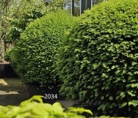 Taxus baccata - Venijnboom - 2