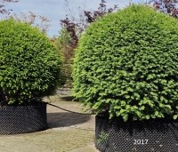 Taxus baccata - Venijnboom - 3