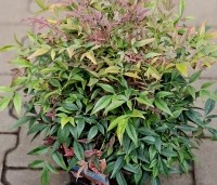 Nandina domestica 'Obsessed' - Hemelse bamboe 'Obsessed' - 2