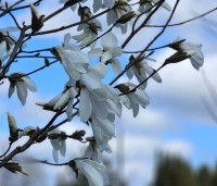 Magnolia 'Wada's Memory' - Magnolia 'Wada's Memory' - 1
