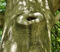 Fagus sylvatica - Groene beuk - 4