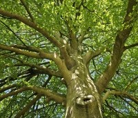 Fagus sylvatica - Groene beuk - 3
