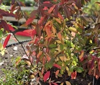 Itea virginica 'Henry's Garnet'  - Bloemwilg 'Henry's Garnet' - 4