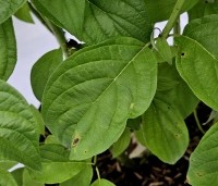 Cornus sericea 'Flaviramea' - Geelhoutige Kornoelje - 1