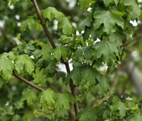 Acer campestre 'Elsrijk' - Veldesdoorn - 1