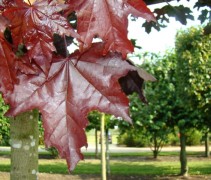 Blad Acer platanoides 'Royal Red'
