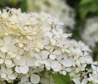 Hydrangea paniculata 'Phantom' - Pluimhortensia 'Phantom' - 1
