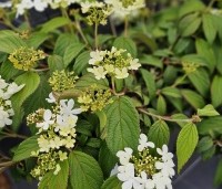 Viburnum plicatum 'Watanabe' - Sneeuwbal 'Watanabe' - 3