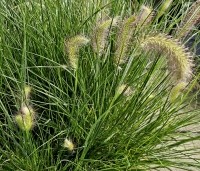 Pennisetum alopecuroides 'Hameln' - Lampenpoetsersgras 'Hameln' - 2