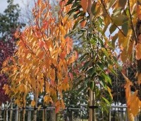 Prunus serrulata 'Kanzan' - Sierkers, kanzan - 3