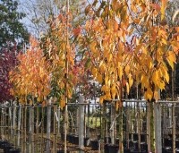 Prunus serrulata 'Kanzan' - Sierkers, kanzan - 1