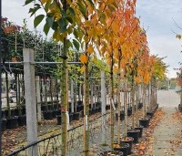 Prunus serrulata 'Kanzan' - Sierkers, kanzan - hoogstambomen in pot november 2025