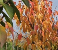 Prunus serrulata 'Kanzan' - Sierkers, kanzan - 4