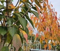 Prunus serrulata 'Kanzan' - Sierkers, kanzan - 5