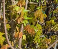 Acer buergerianum - Drietandsesdoorn - jong blad in april