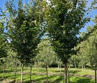 Parrotia persica 'Vanessa' - Perzisch IJzerhout - 1