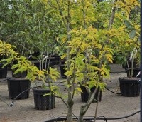 Gleditsia triacanthos 'Sunburst' - Valse christusdoorn - 1