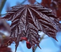 Acer platanoides 'Royal Red' - Roodbladige Noorse Esdoorn - 1