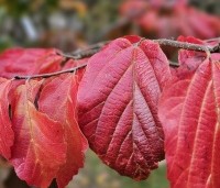 Parrotia persica 'Bella' - Perzisch IJzerhout - 1