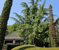 Cedrus deodara - Himalayaceder - 3