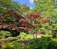 Acer palmatum 'Atropurpureum' - Japanse Esdoorn 'Atropurpureum' - 3