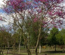 Cercis Canadensis