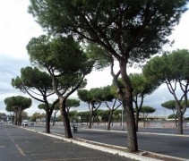 Pinus pinea