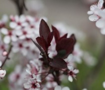 Prunus x Cistena
