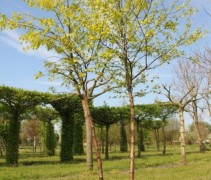 Betula Pendula 'Golden Cloud'