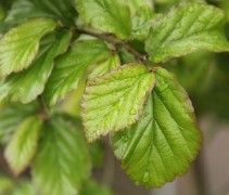 Parrotia persica 'Bella'