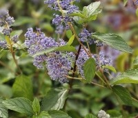 Ceanothus x delilianus 'Gloire de Versailles' - Amerikaanse sering 'Gloire de Versailles' - 1