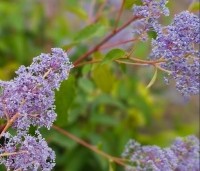 Ceanothus x delilianus 'Gloire de Versailles' - Amerikaanse sering 'Gloire de Versailles' - 2