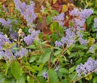 Ceanothus x delilianus 'Gloire de Versailles' - Amerikaanse sering 'Gloire de Versailles' - 3