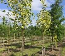 Tulpenboom 'Aureomarginatum' jonge bomen in onze kwekerij