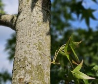 Liquidambar styraciflua 'Stared'  - Amberboom 'Stared' - 2