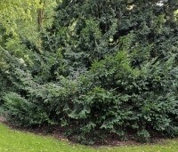 Taxus baccata - Venijnboom - 3